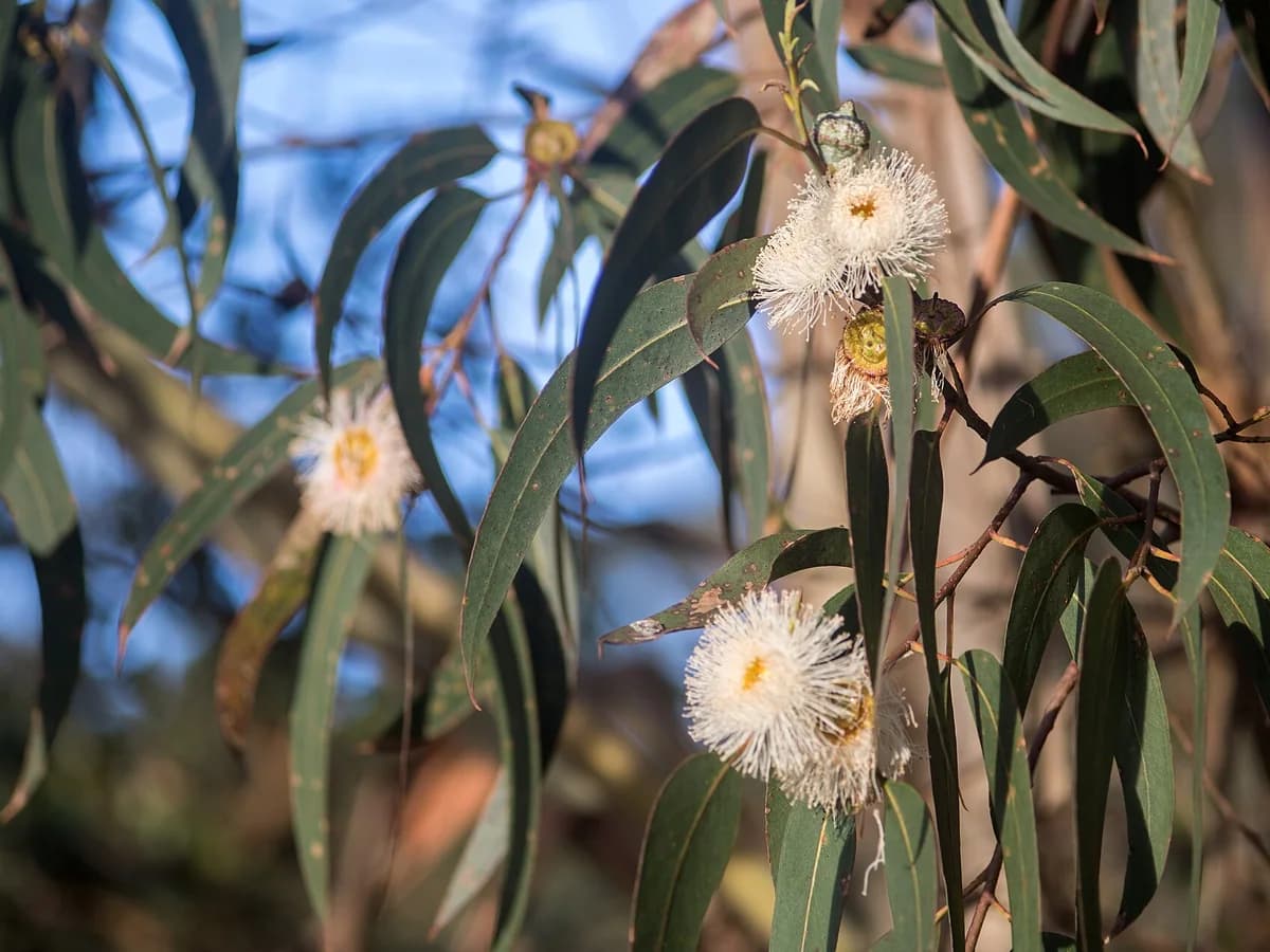 Цветни пъпки и листа на евкалипт (Eucalyptus globulus)