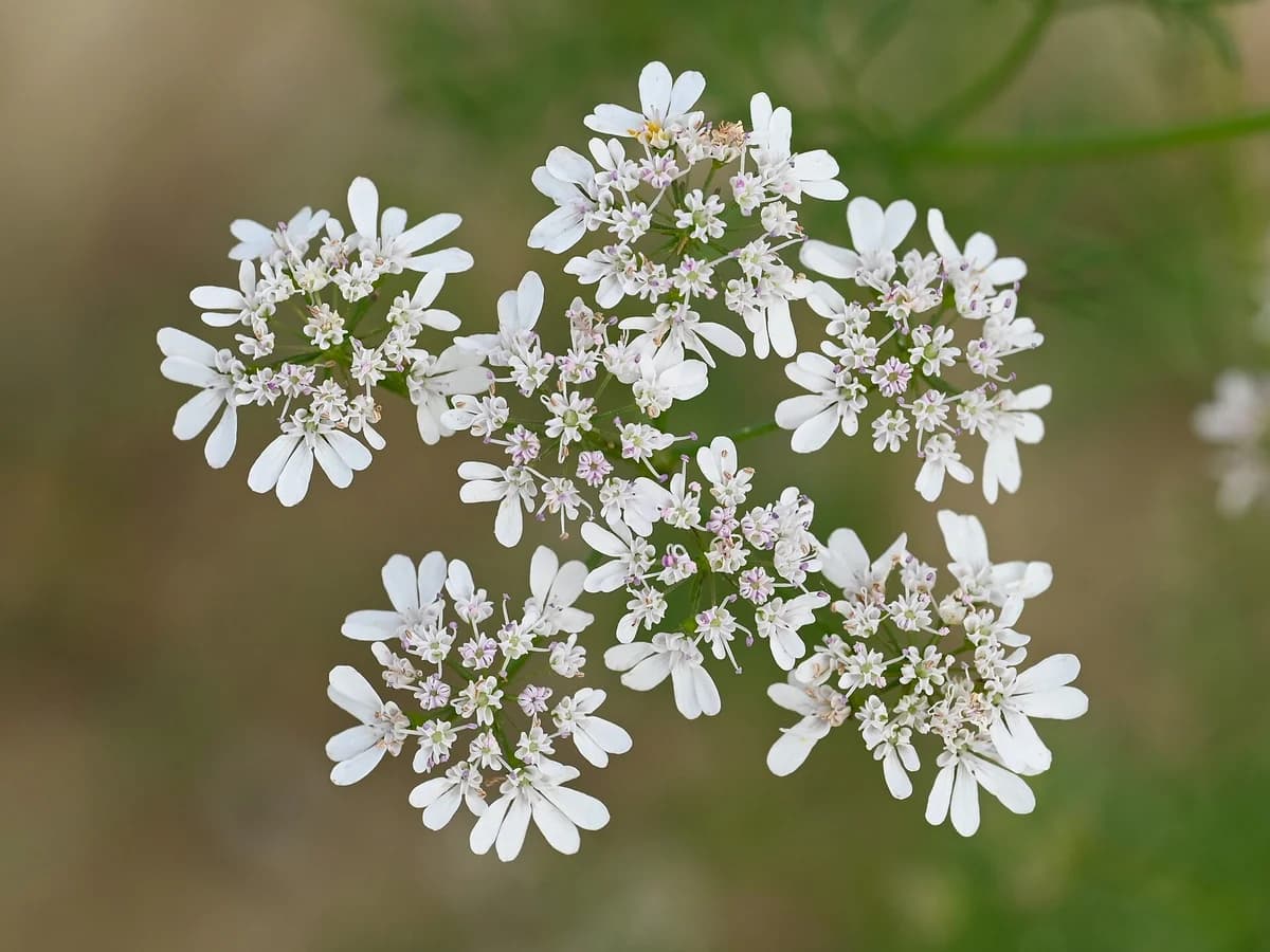 Кориандър (Coriandrum sativum) — характерни ботанически белези