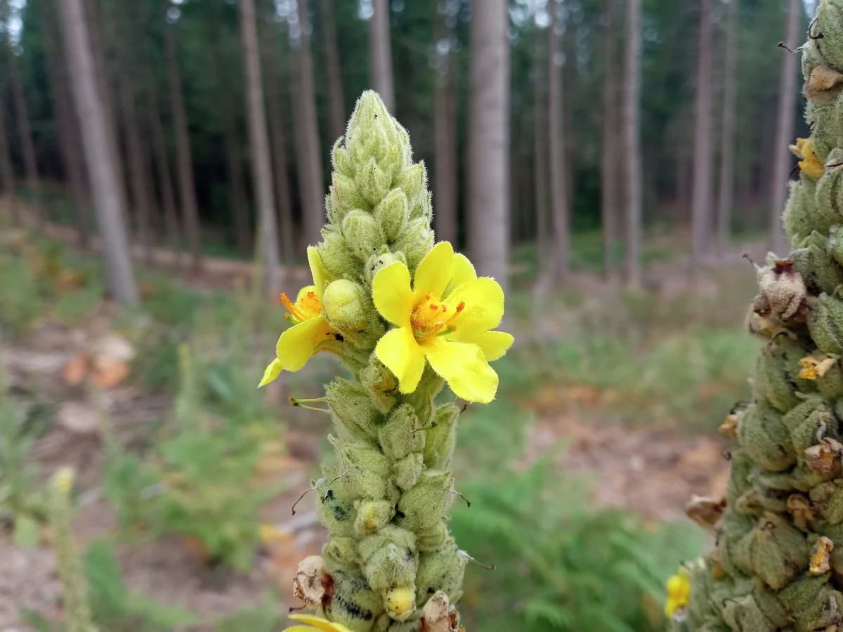 Лопен (Verbascum thapsus) — характерни ботанически белези