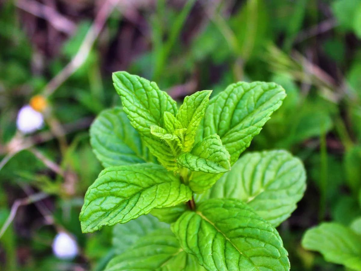 Зелени листа на мента (Mentha × piperita)