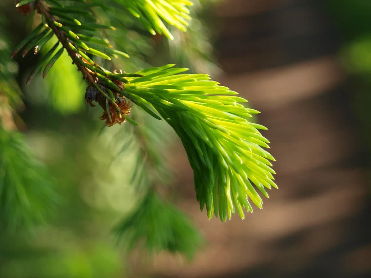 Смърчови връхчета (Picea abies) — реална ботаническа фотография