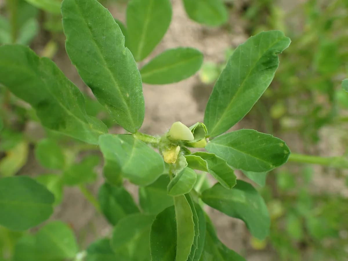 Сминдух (Trigonella foenum-graecum) — характерни ботанически белези