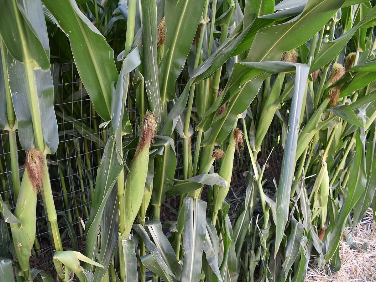 Царевична коса (Zea mays) — характерни ботанически белези